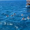 tauchen in side – 2 tauchgänge an der türkischen riviera mit mittagessen & transfer