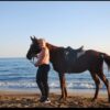 side: wald und strand reitsafari mit hoteltransfer