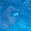 antalya aquarium & wachsfigurenkabinett (face2face wax museum) – eines der größten aquarien der welt