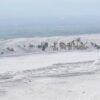 pamukkale tagesausflug von side – baumwollschloss & hierapolis entdecken