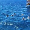 antalya düden wasserfall bootstour – entspannter bootsausflug entlang der klippen