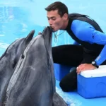 Delfin Show - Schwimmen mit Delfinen