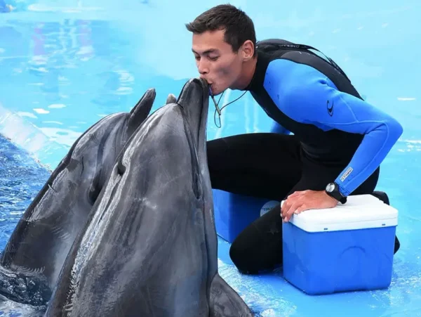delfin show & schwimmen mit delfinen in side – ein erlebnis für die ganze familie